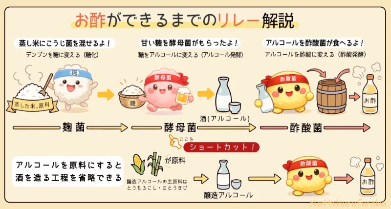 麹菌・酵母菌・酢酸菌がバトンをつないでお酢を作る工程をかわいく説明した発酵リレー図解